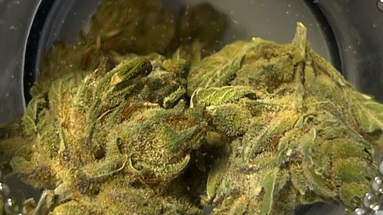 Why Top‑Shelf Strains Cost More: A Data‑Driven Breakdown